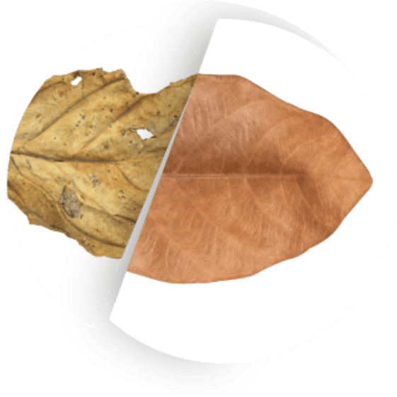 tabak